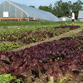 How to Grow Pelleted Lettuce