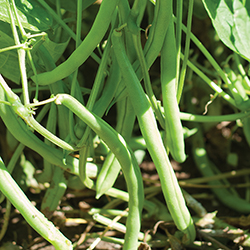 Cosmos Green Bush Snap Bean Cosmos Green Bush Snap Bean