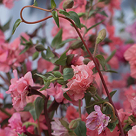 How to Grow Clarkia