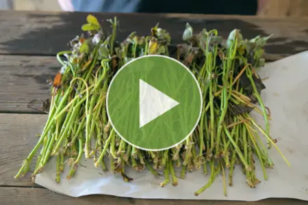 Watch a video on how to care for your sweet potato slips out of the box