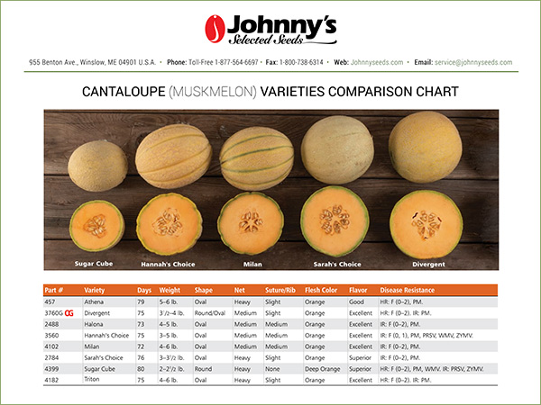Cantaloupe Melon Varieties Comparison Chart