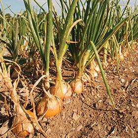 How to Grow Pelleted Onions