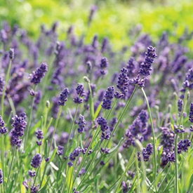 Perennial Herbs