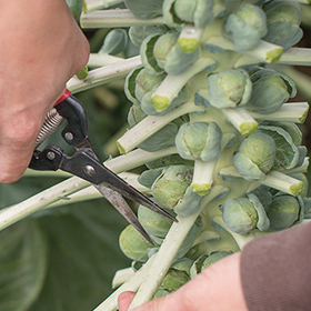 How to Grow Brussels Sprouts