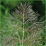 Bronze Fennel - gorgeous, vigorous, slow to bolt