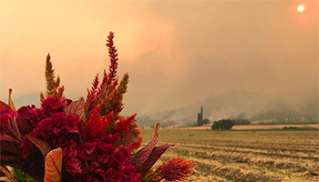 Heat & Drought • How Flower Farmers Are Adapting to Changing & Challenging Climatic Conditions