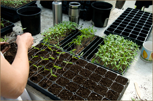 24 Cells Seedling Starter Trays Plant Nursery Grow Tray Seed Germination Box 