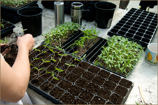 1020 Trays with Humidity Domes Seed Starter Germinate Pepper Vegetable 10 Pack 