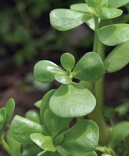 A close-up of purslane plants; the leaves of this succulent, sprawling, annual herb are juicy, tangy, and eaten raw in salads.