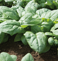 Kolibri Spinach Seeds