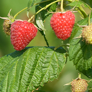 Polana Raspberry Plants