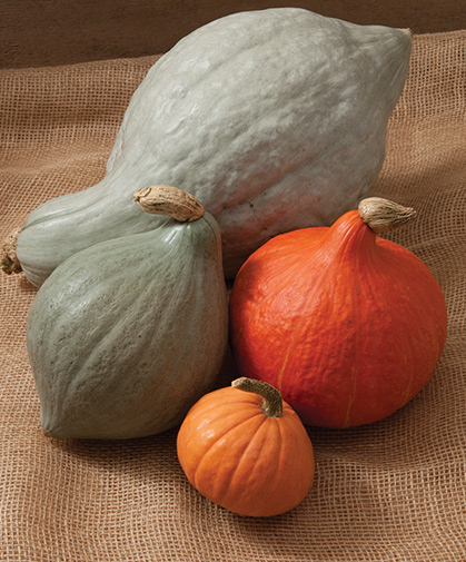 A group of hubbard squash of various types, shapes, and colors; red-skinned types should be consumed earlier than the others.