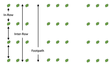 Types of Cultivation