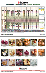 Full-size Onion Comparison Chart