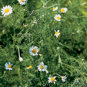 How to Grow Roman Chamomile