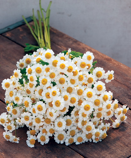 A bouquet of matricaria (feverfew) flowers, popular as a cut flower and for its traditional medicinal uses.