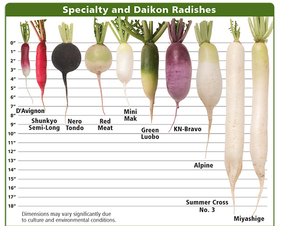 Types Of Radishes Chart