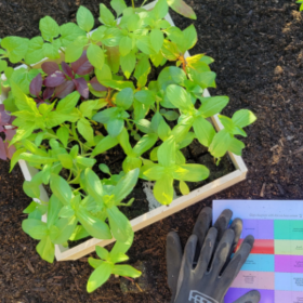 flower seedlings for sale
