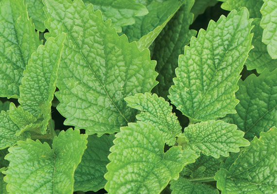 Ladylike lemon balm offers a sweet and subtle zing...