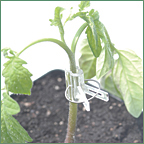 Graft heirlooms for best results Graft heirlooms for best results