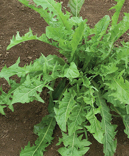 The common dandelion plant, reviled by some while prized by others for its health benefits, earliness, and nutritional value.