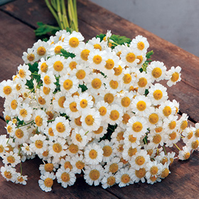 How to Grow Feverfew aka Matricaria (Tanacetum parthenium)