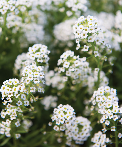 Sweet alyssum flowers, an excellent food source for beneficial pollinators.