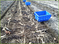 Harvesting Spring Parsnips