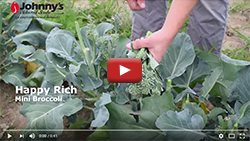 Happy Rich Mini Broccoli Happy Rich Mini Broccoli