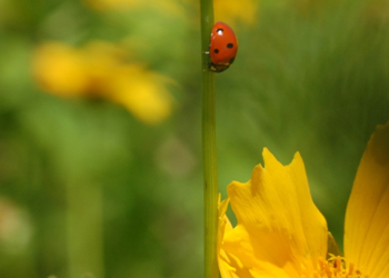 Lady beetle, on the move
