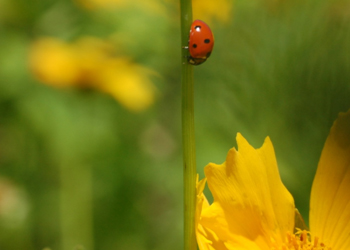 How to Attract Beneficial Insects + 5 Steps to an Insectary