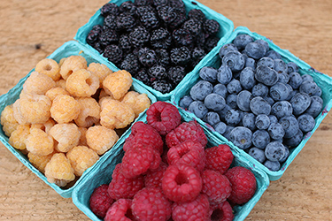 Try our Fruit Collections for reliable, season-wide harvesting