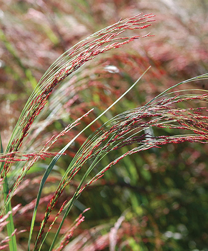 An ornamental cultivar of Eragrostis tef.