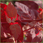 Red Orach - aka Mountain Spinach