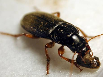 Ground beetles help with weed management