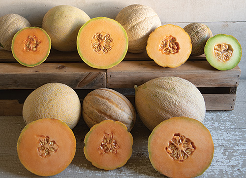 7 Cantaloupe Varieties