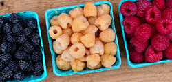Raspberry Harvest Program