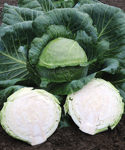 The tightly layered leaves of storage cabbages help keep the heads fresh, crisp, and moist in storage.