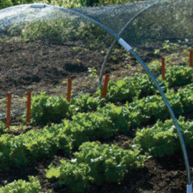 lettuce growing under shade cloth