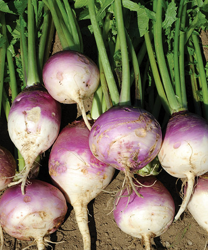 A planting of Purple Top Forage Turnips such as these can help break up the soil and sustain livestock.