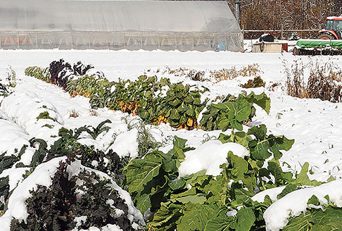 Brassicas in the snow