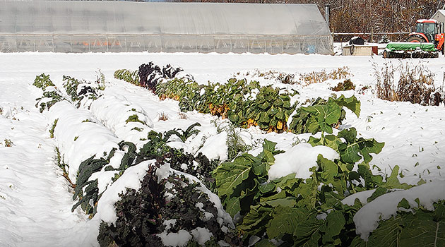 Winter Growing Intro • Brassicas in the Snow