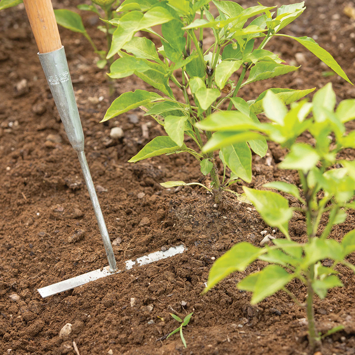 weeding with collinear hoe in field
