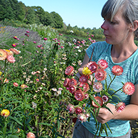 Strawflowers at ideal stage