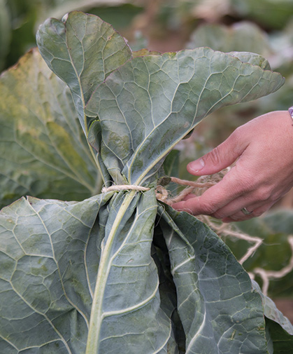 Cauliflower plant leaves, tied for blanching the head of a white cauliflower cultivar.