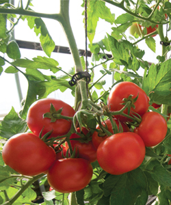 Greenhouse Tomatoes