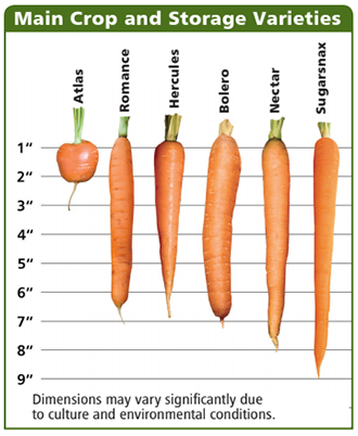 Main Crop & Storage Carrots Comparison Chart