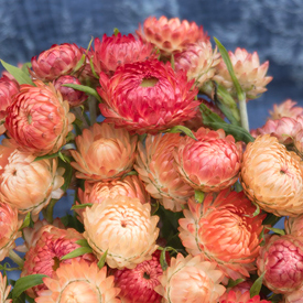 Apricot/Peach Mix Organic Strawflower