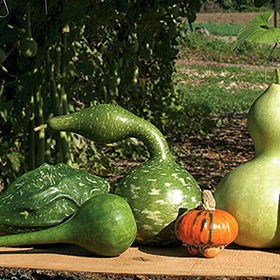 How to Grow Ornamental Gourds