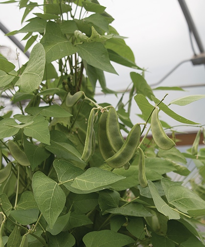 The pods of this developing lima bean vine in our greenhouse will soon fill out and satisfy our cravings.